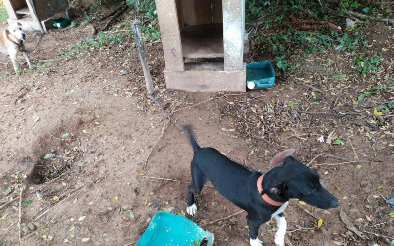 Cães são encontrados em situação de maus-tratos em Parobé