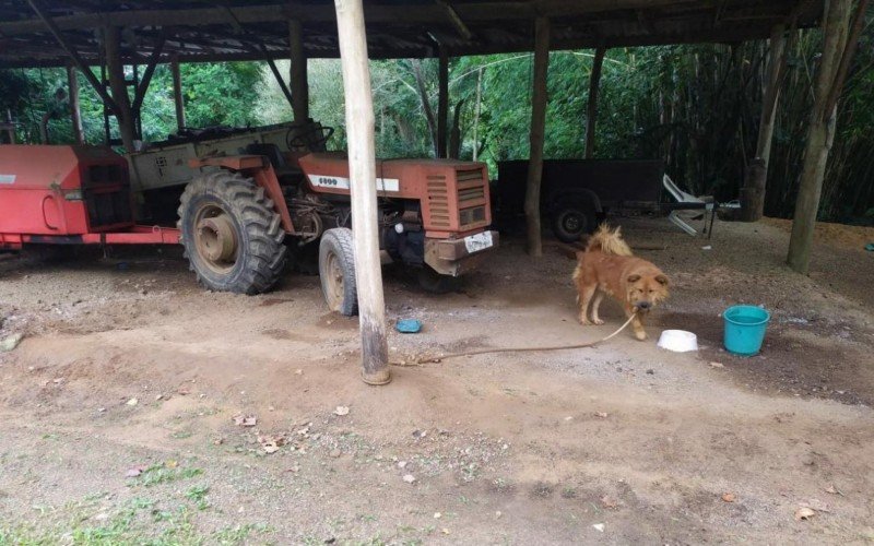 Cães são encontrados em situação de maus-tratos em Parobé