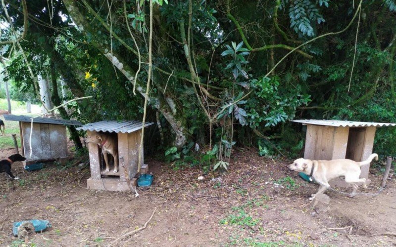 Cães são encontrados em situação de maus-tratos em Parobé