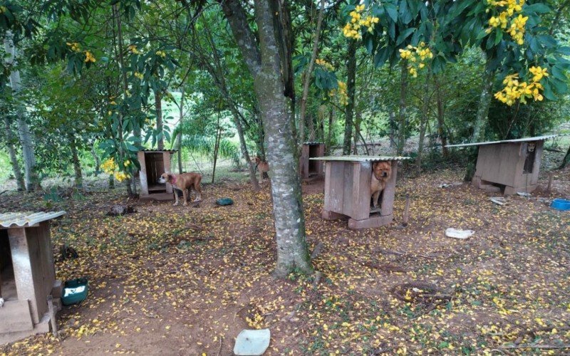 Cães são encontrados em situação de maus-tratos em Parobé