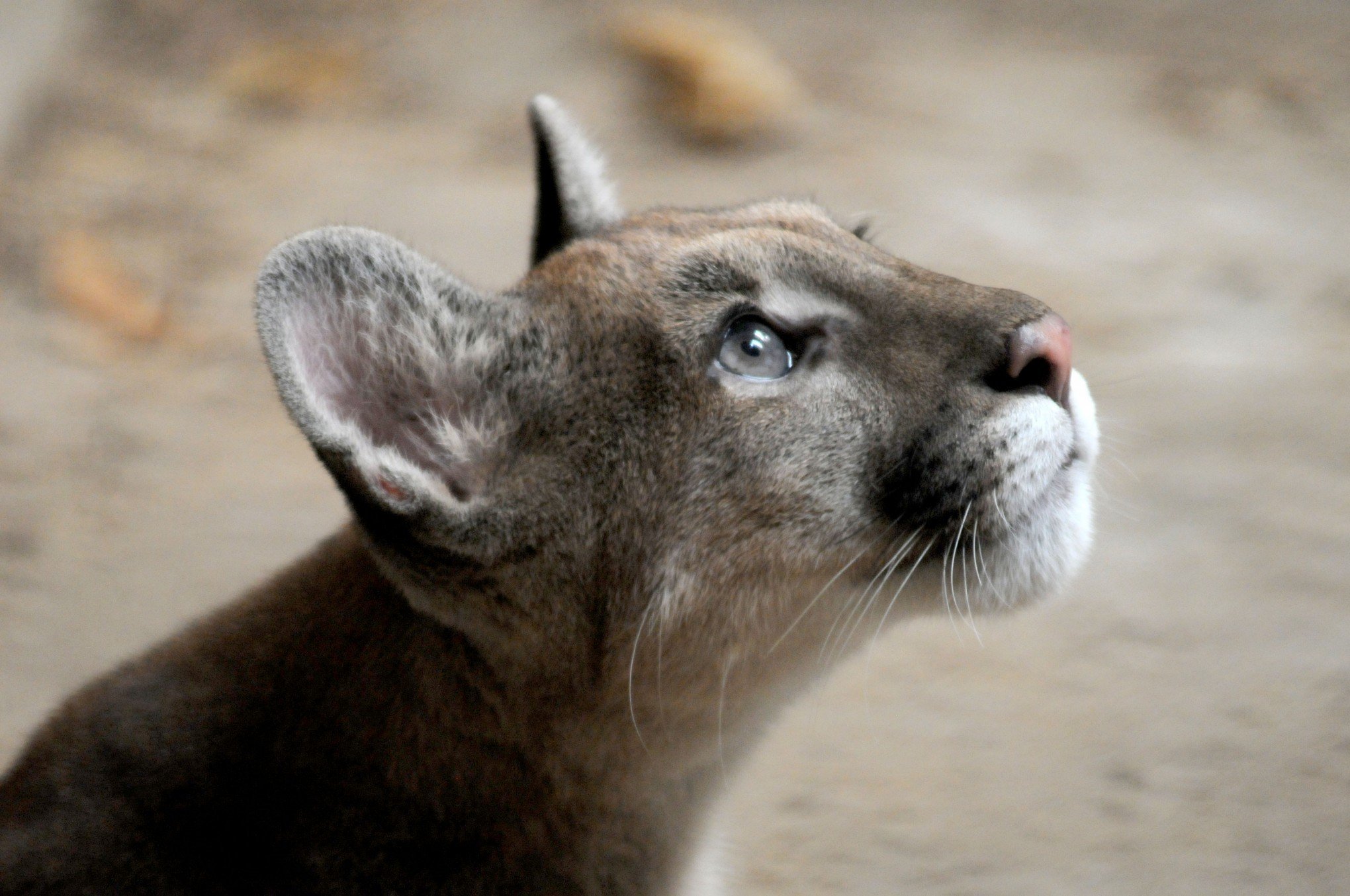 Puma e jaguatirica de Gramado são encaminhados para zoológico da UCS em Caxias do Sul