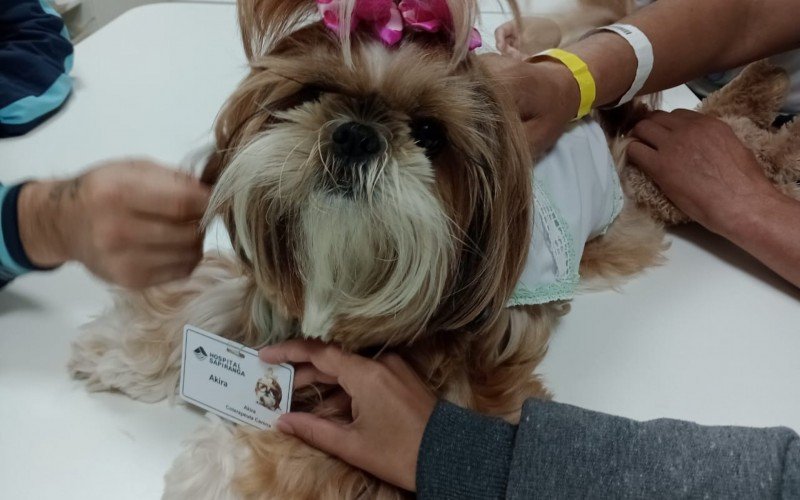 Conheça a cachorrinha que ajuda em terapia e tem até crachá funcional em hospital do Vale do Sinos