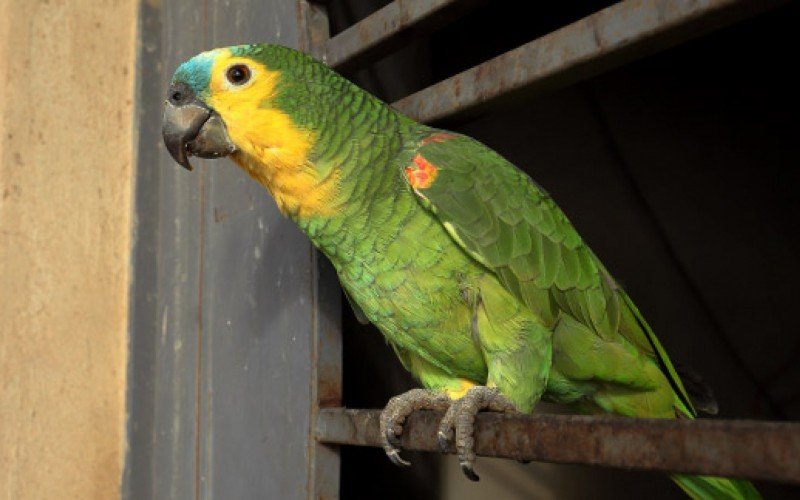 Papagaio volta para tutora após decisão considerar "saúde física e psicológica" do animal