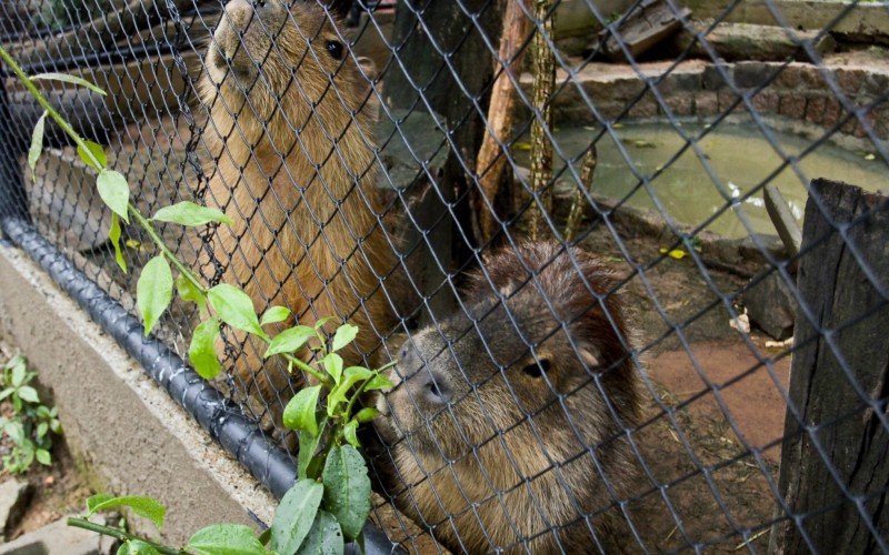 Casal de capivaras do MiniZoo de Canoas foi resgatado de cativeiro