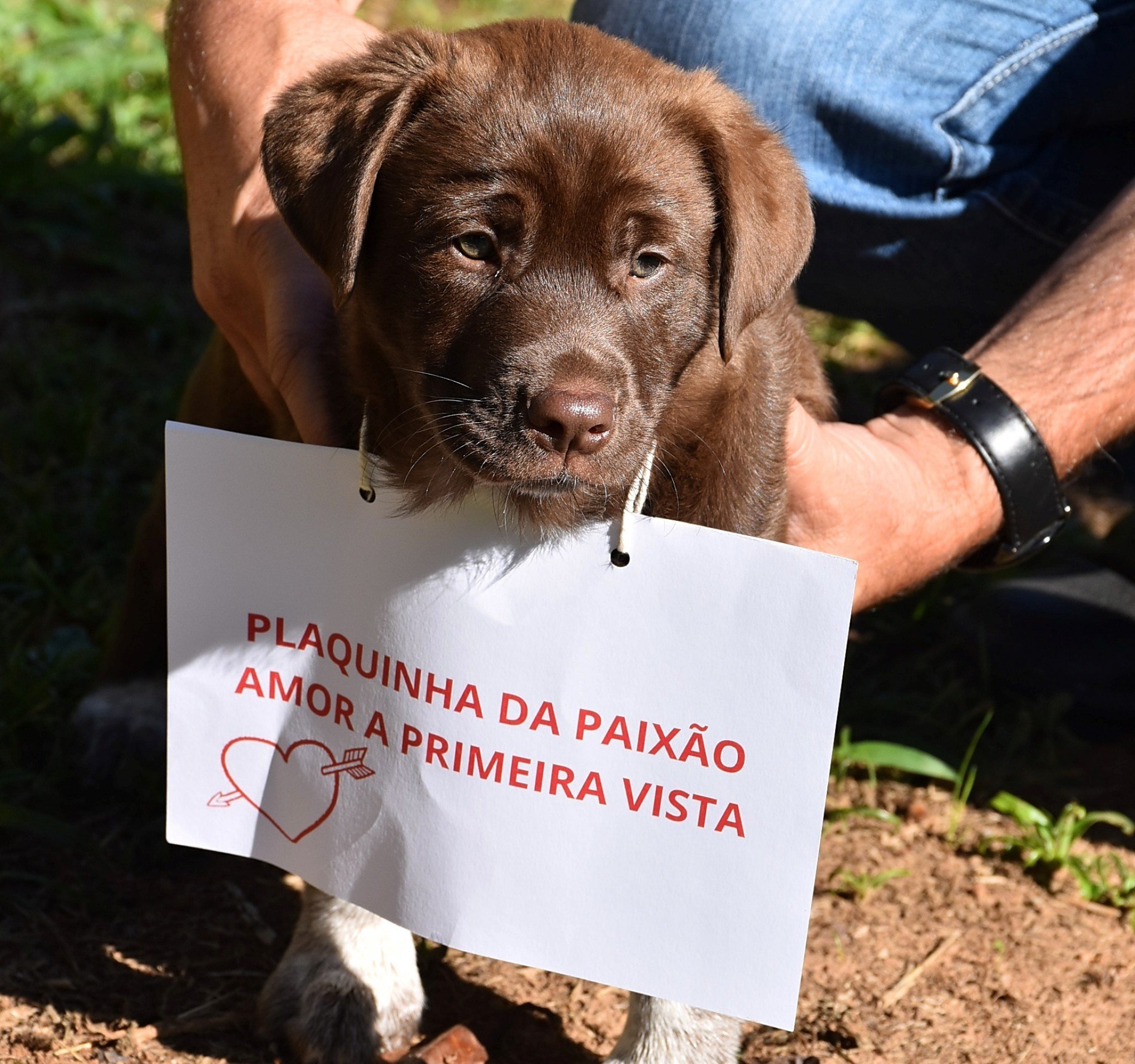 Nova Petrópolis tem quase 50 animais disponíveis para adoção em abrigos parceiros