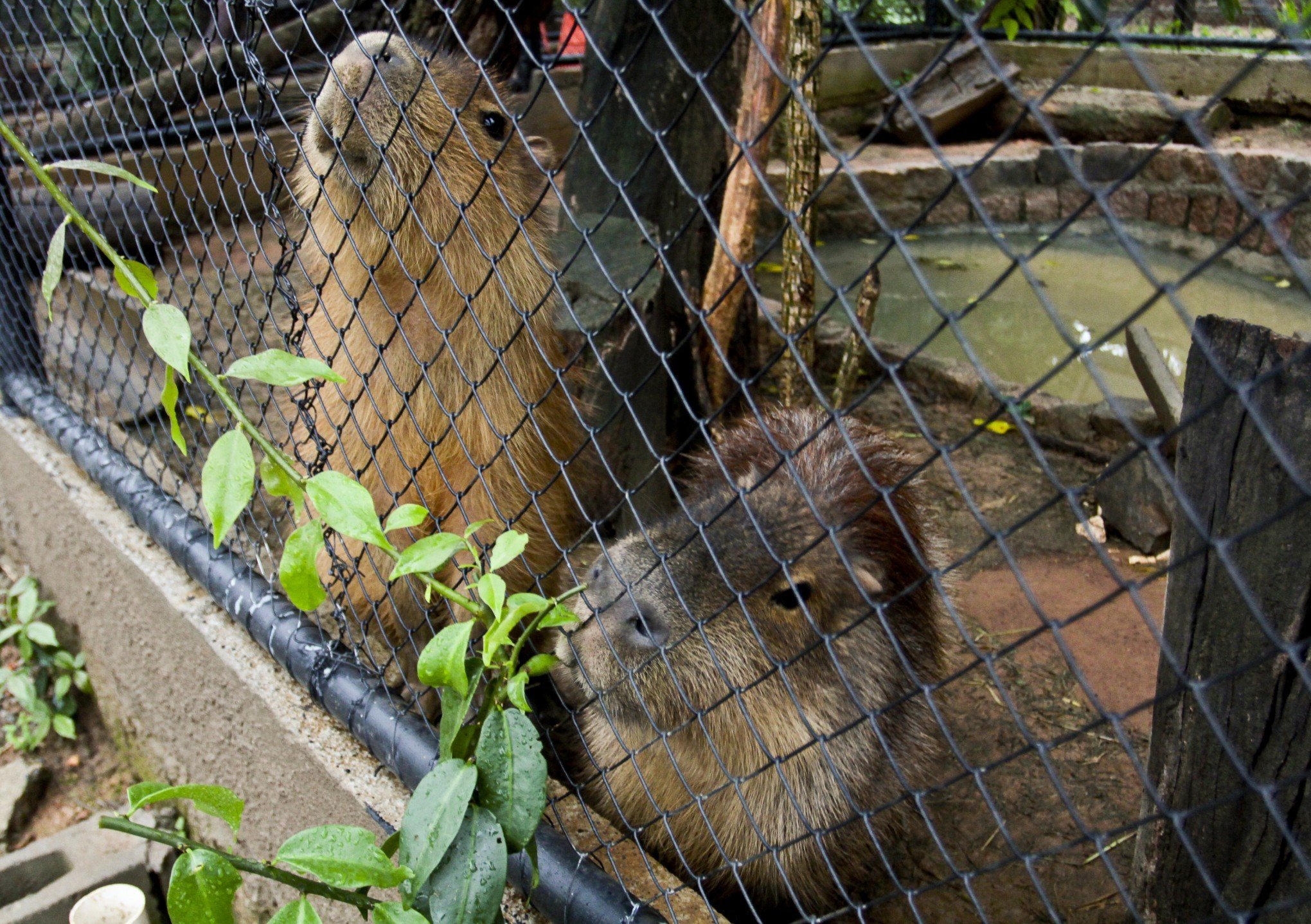 CAPIVARA FILHOTE in 2023