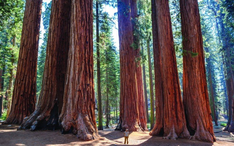  Parque Nacional Redwood, nos Estados Unidos, aparece na saga