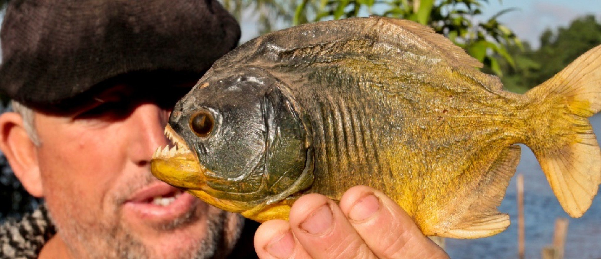 Piranhas voltam a assustar a comunidade pesqueira que vive na Prainha do Paquetá