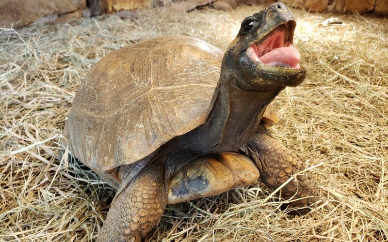 Concurso fotográfico Bicho Bom de Foto é retomado pelo Gramadozoo