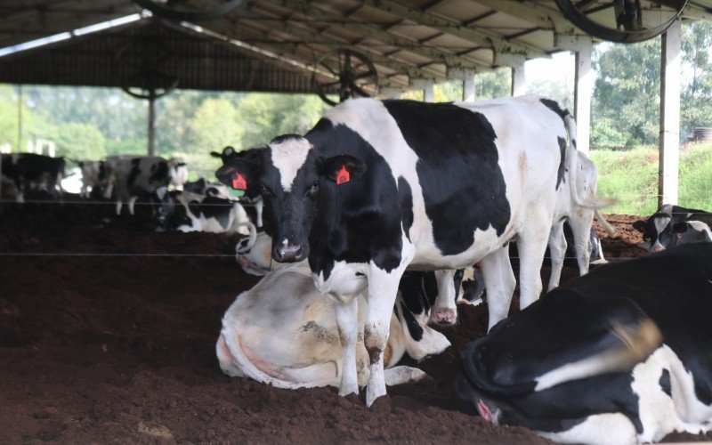 Aplicativo para monitoramento animal, propriedade dos Griebeler em Montenegro, para Agronegócio de junho | abc+