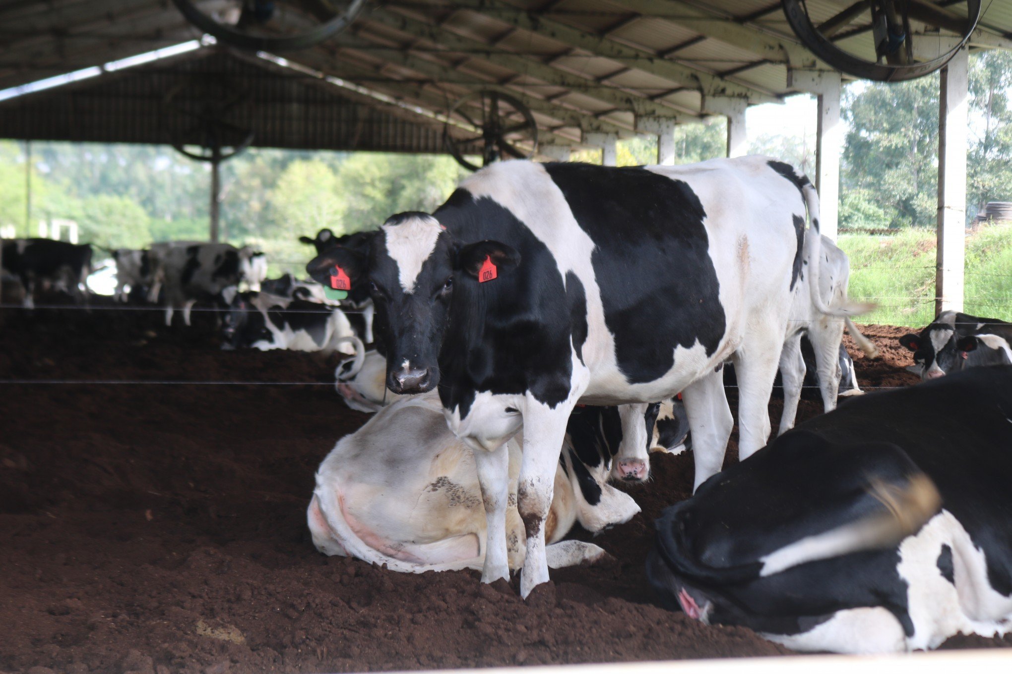Cooperativa apresenta sistema de monitoramento de gado leiteiro