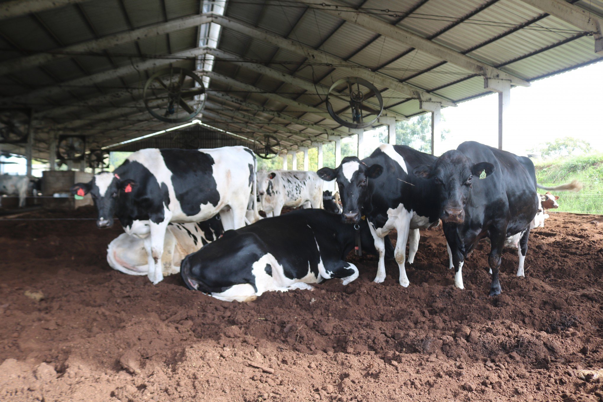 Pecuária de precisão eleva rendimento no setor leiteiro