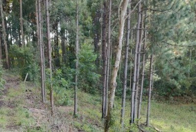 Cães do Corpo de Bombeiros auxiliaram nas buscas