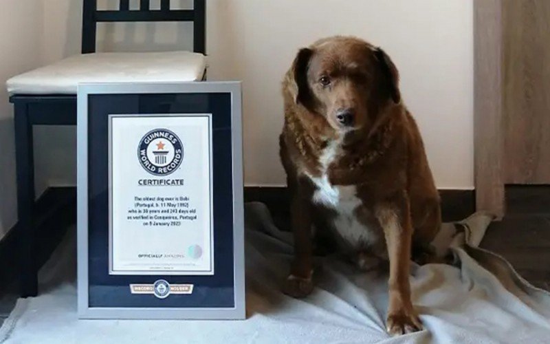 Cachorro mais velho do mundo completa 31 anos e comemora com festa de aniversário