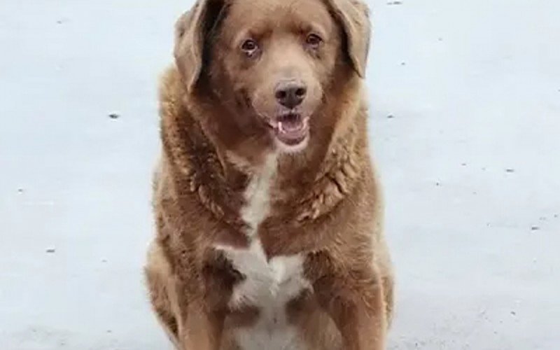 Cachorro mais velho do mundo completa 31 anos e comemora com festa de aniversário