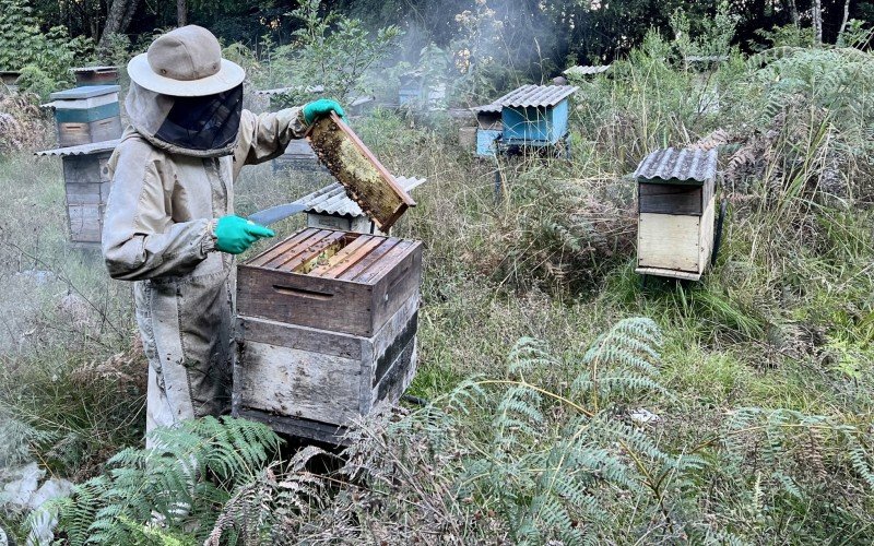 O apicultor possui uma agroindústria na Linha Marcondes e cerca de 800 colmeias