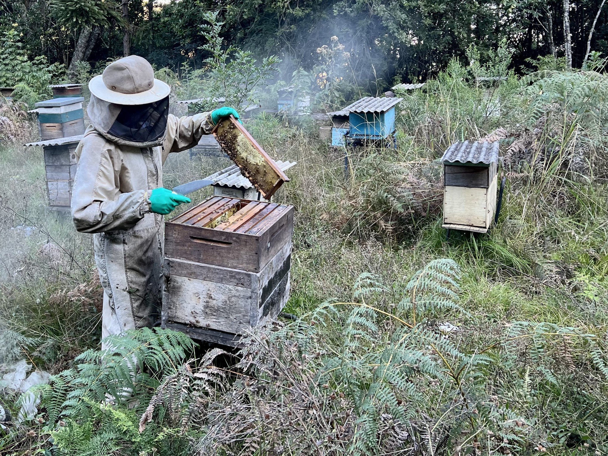 Secretaria da Saúde de Gramado solicita cadastro para criadores de abelhas sem ferrão