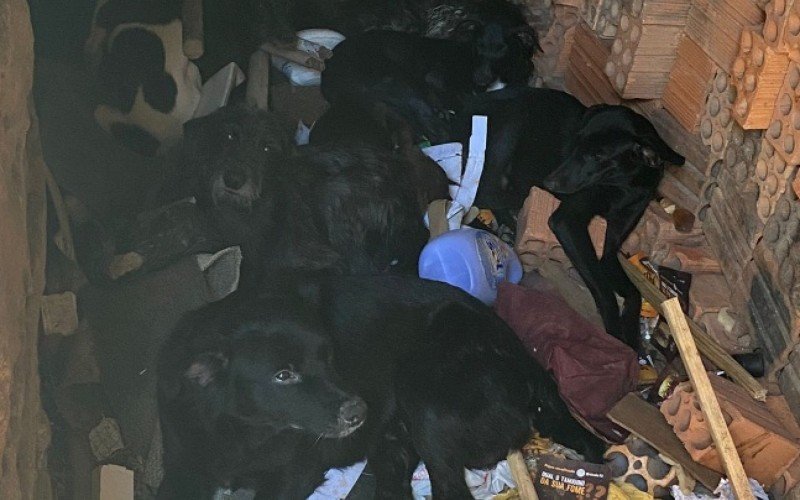 Cães regatados foram levados para um lar temporário, de uma protetora da cidade 