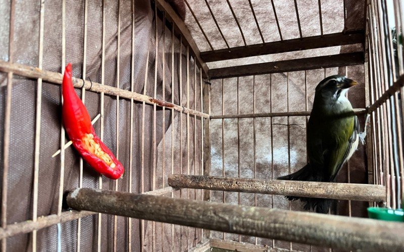 Aves silvestres foram apreendidas em Canela após serem mantidas em cativeiro