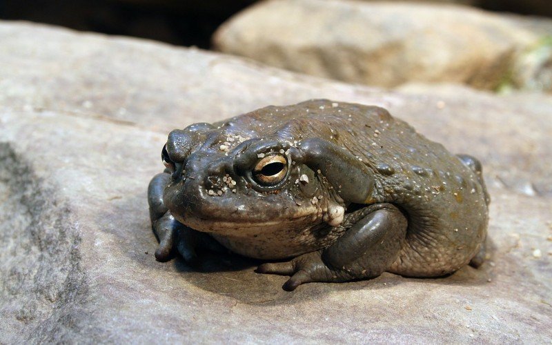 Bufo alvarius