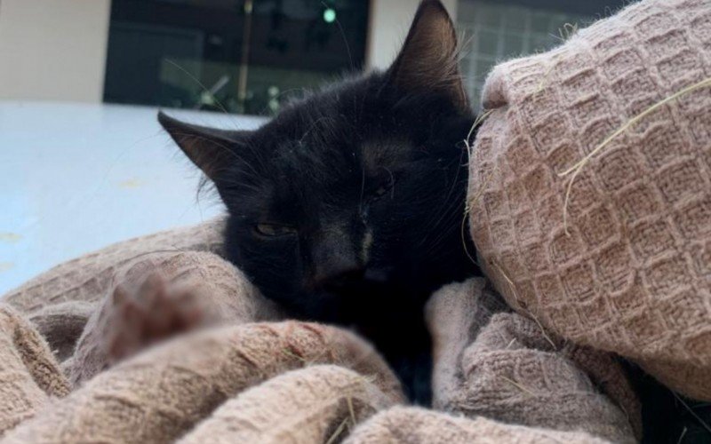 Gata com sinais de maus-tratos é abandonada por motorista em pet hotel de Novo Hamburgo