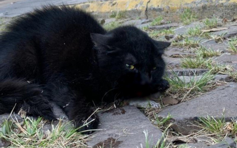 Gata com sinais de maus-tratos é abandonada por motorista em pet hotel de Novo Hamburgo