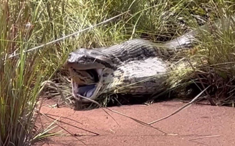 Imagem de anaconda gigante regurgitando outra da mesma espécie é analisada pelo Butantan | Jornal NH