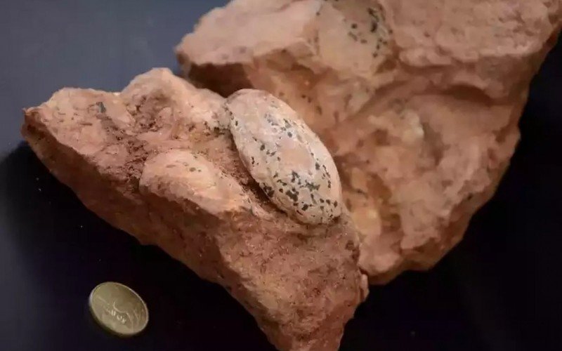Ninho com ovos de 80 milhões de anos é encontrado por pesquisador durante obra em rodovia