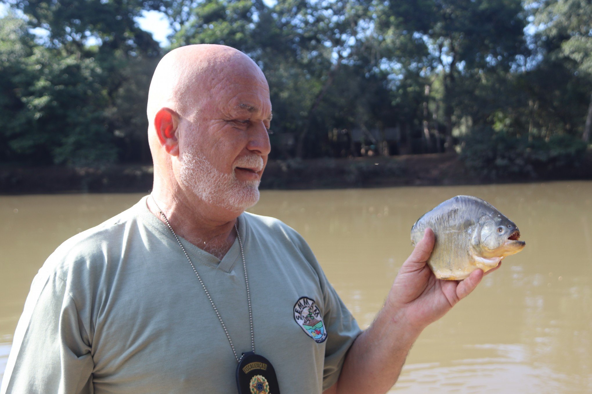 Espécie de piranha já é observada no Rio dos Sinos, em São Leopoldo