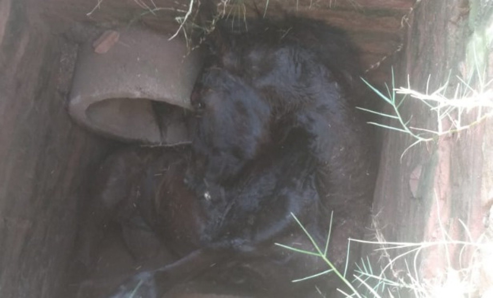 VEJA FOTOS: Tampa quebra e égua cai dentro de bueiro em Sapucaia do Sul