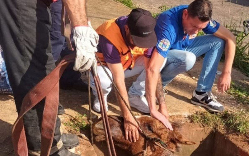 Égua que caiu em bueiro em Cachoeirinha foi resgatada com uma retroescavadeira