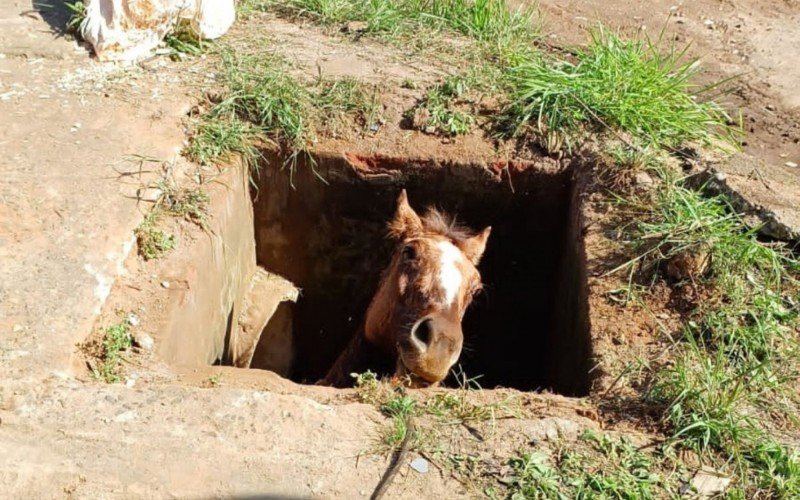 "Deixada à mercê da própria sorte": Égua cai em bueiro e é abandonada por carroceiro na região metropolitana
