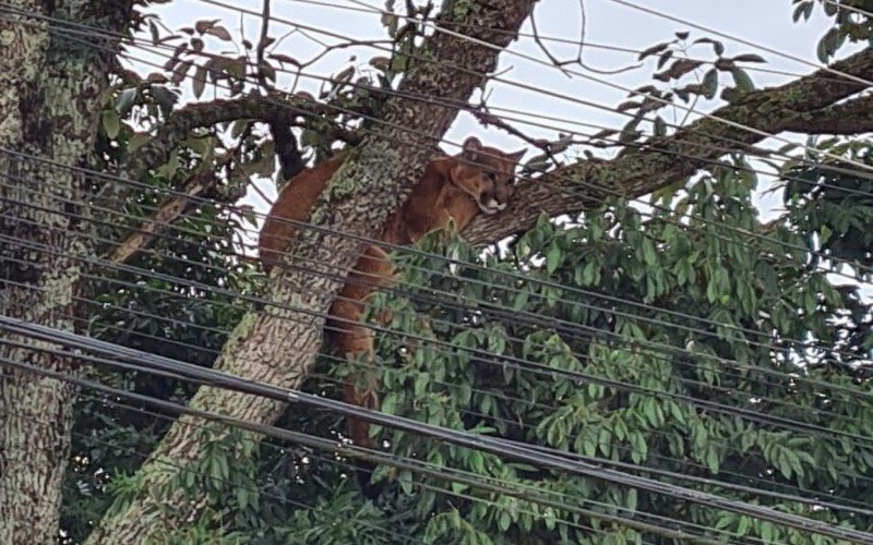 Onça-parda é vista descansando em árvore na área urbana de município da Serra