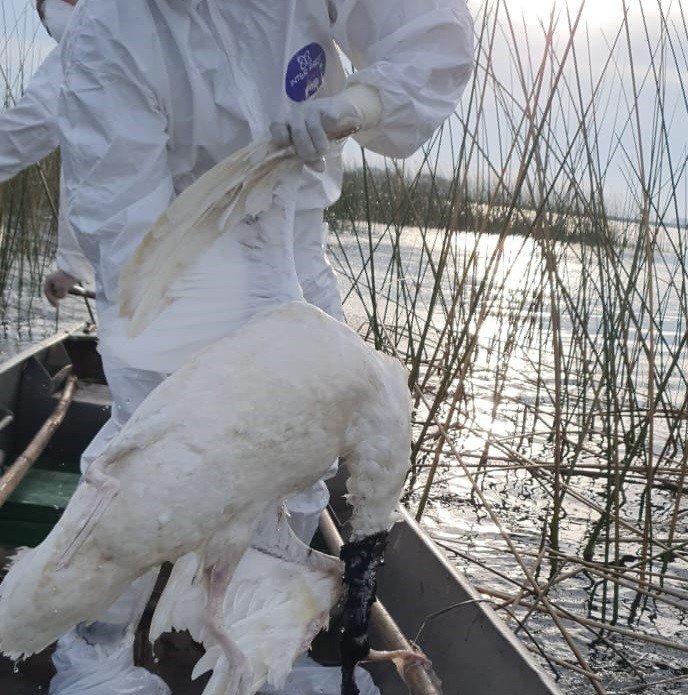 GRIPE AVIÁRIA: Confirmado contágio de H5N1 em aves silvestres no RS