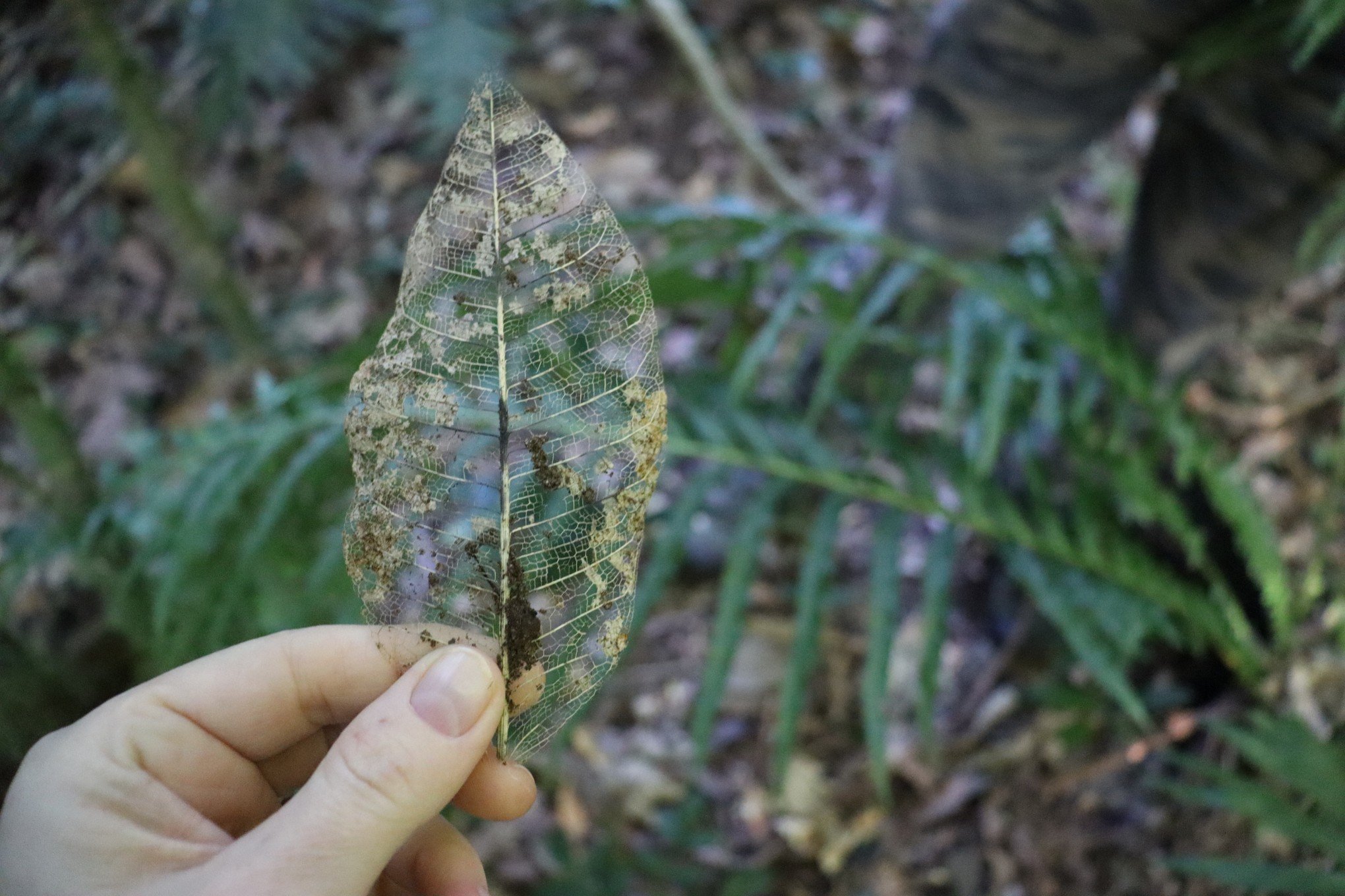 Última área Preservada De Mata Atlântica Em Município Da Região Se Torna Parque Natural Região 7768