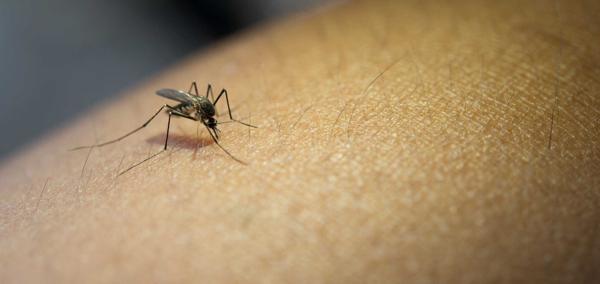 Número de casos de dengue em 2024 já supera total de toda última década no RS; confira