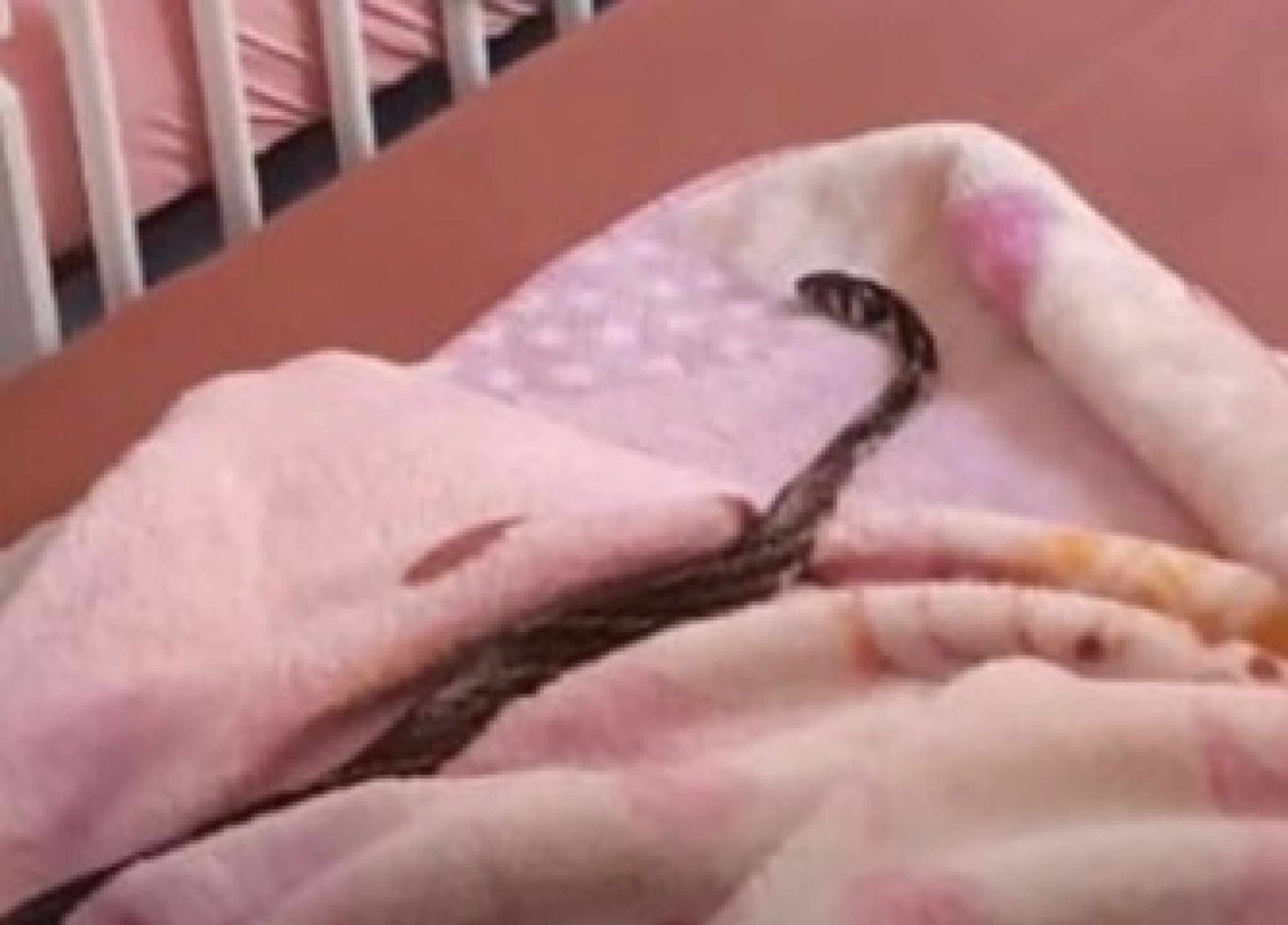COBRA NO BERÇO: Serpente invade quarto de criança e assusta família em SC; veja vídeo