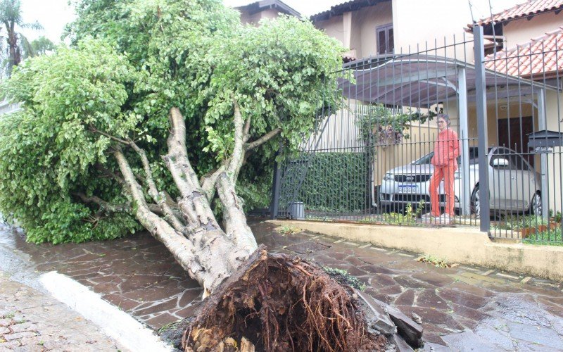 Árvore caiu e bloqueou entrada de casa em Canoas