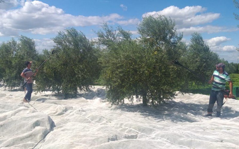 Produção de família de Ivoti vence prêmio internacional de azeite de oliva