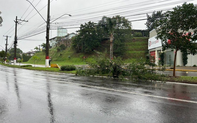 Ãrvore caÃ­da na Avenida AdÃ£o Vereador Rodrigues, no bairro Ideal, em Novo Hamburgo
