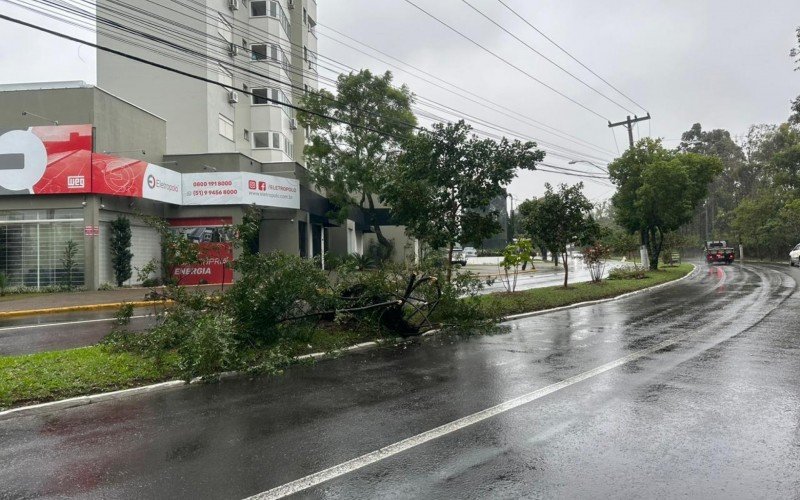 Ãrvore caÃ­da na Avenida AdÃ£o Vereador Rodrigues, no bairro Ideal, em Novo Hamburgo