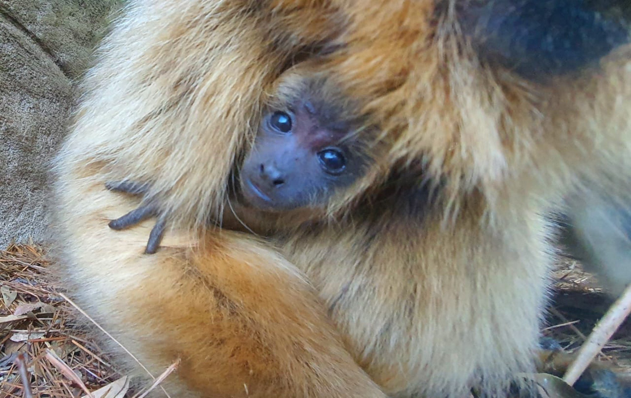 FOTOS: Filhote de bugio-preto nasce no zoológico de Gramado
