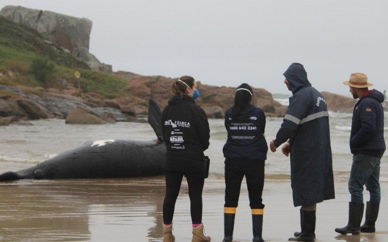 Filhote de baleia-franca encalha e morre no litoral de Santa Catarina