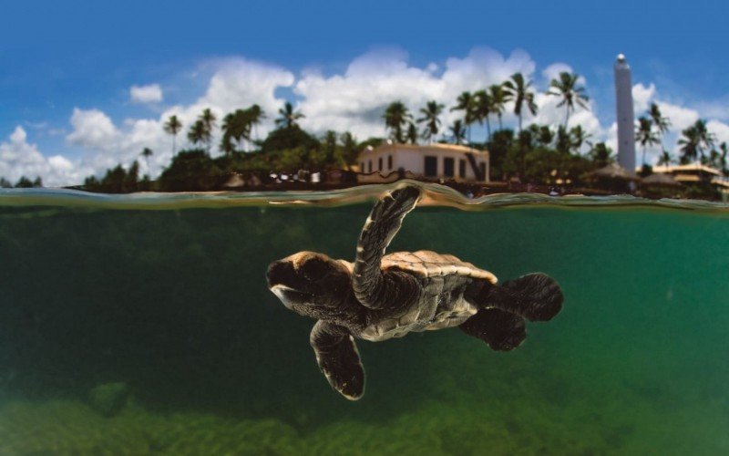 Nas proximidades da Praia do Forte, na Bahia, Projeto Tamar trabalha com conservação de tartarugas e educação ambiental | abc+