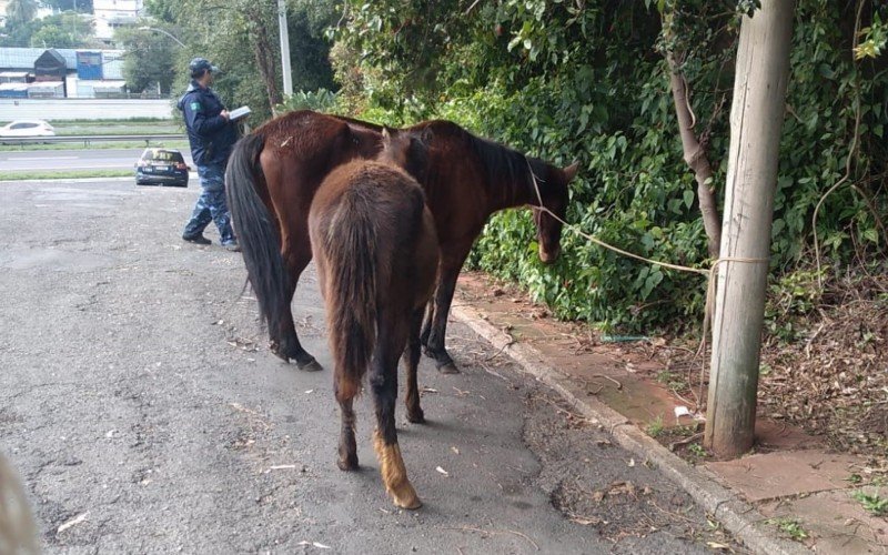 Animais estavam sem chip de identificação | Jornal NH