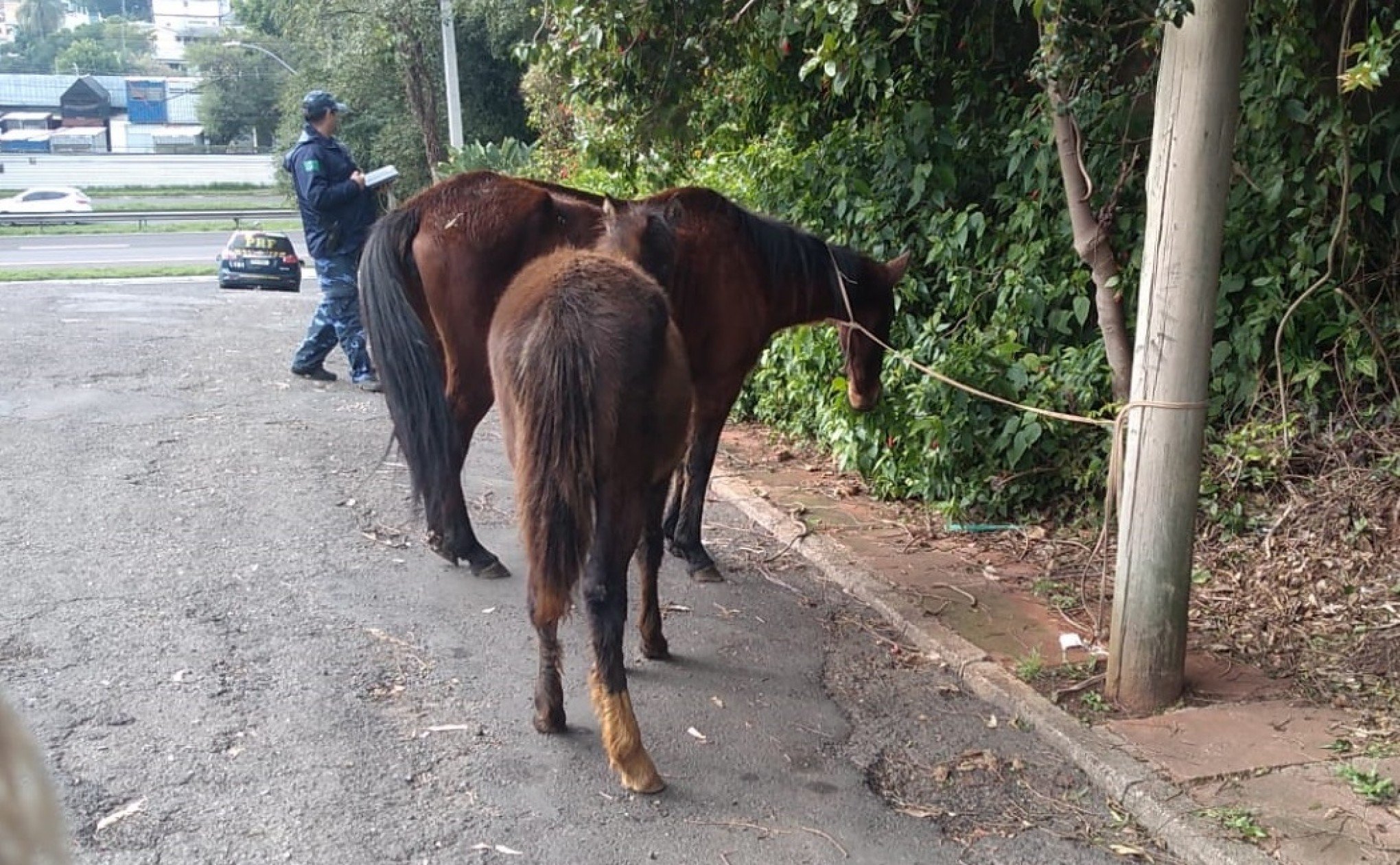 Guarda recolhe cavalos soltos na lateral da BR-116 em São Leopoldo