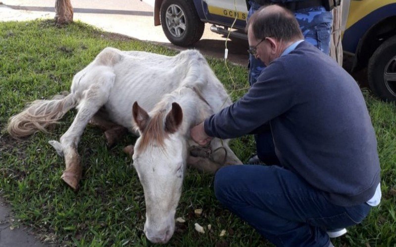 O cavalo não possuÃa chip, sem poder identificar o proprietário