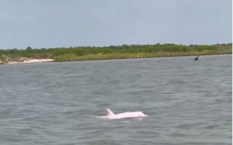 Homem avista golfinho cor-de-rosa nos Estados Unidos | Jornal NH