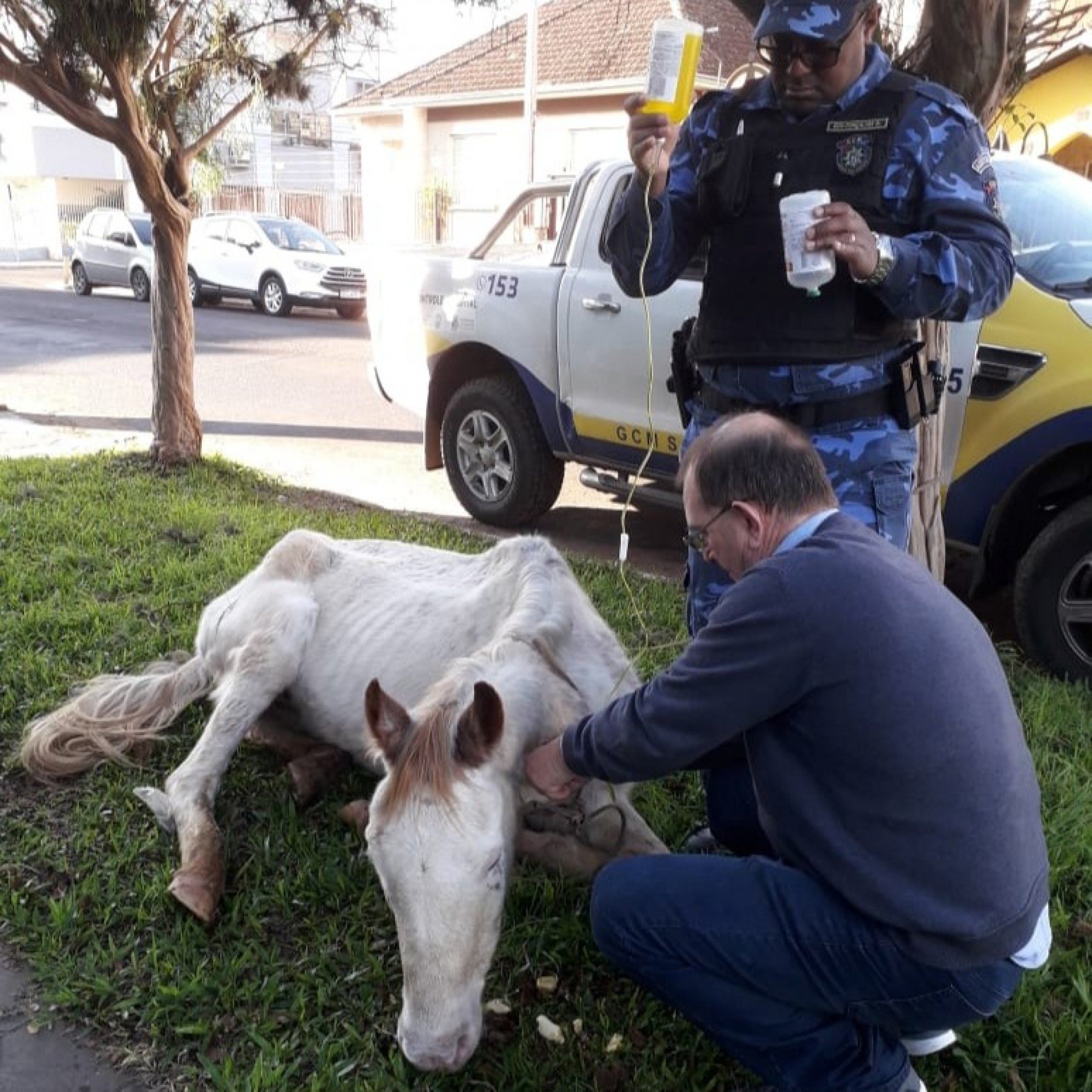 Cavalo desnutrido e desidratado é resgatado em rua de São Leopoldo