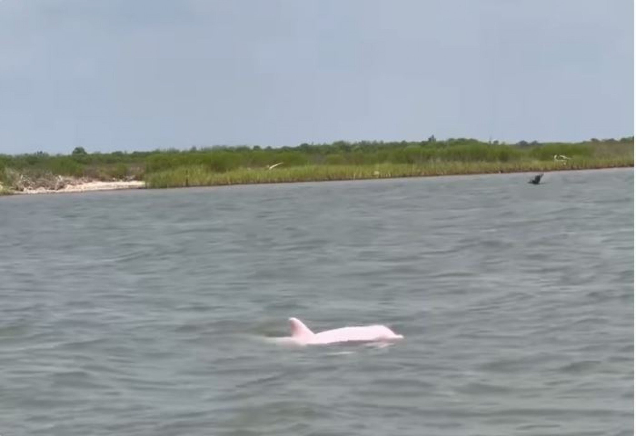 GOLFINHO DA BARBIE? Animal raro é visto nos Estados Unidos; veja o vídeo